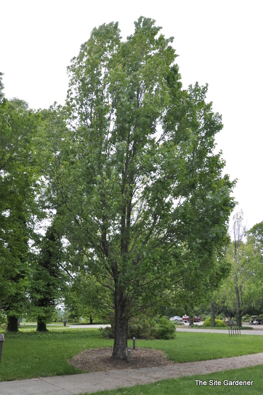 Acer rubrum 'Armstrong' The Site Gardener